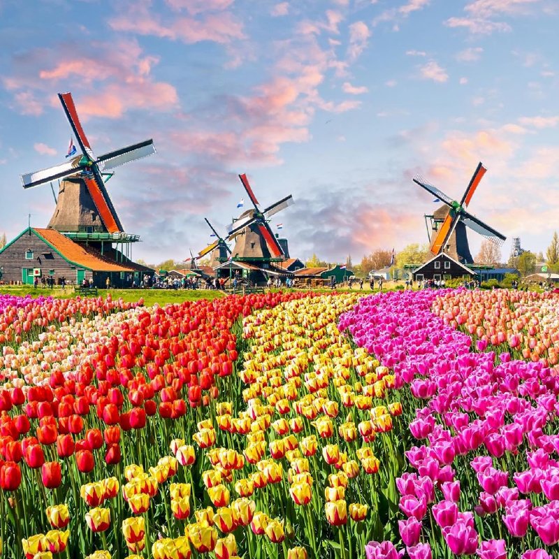 Lễ hội hoa Keukenhof ở Hà Lan điểm checkin thứ 5 Around the World  của doanh nhân Võ Thu Sương 