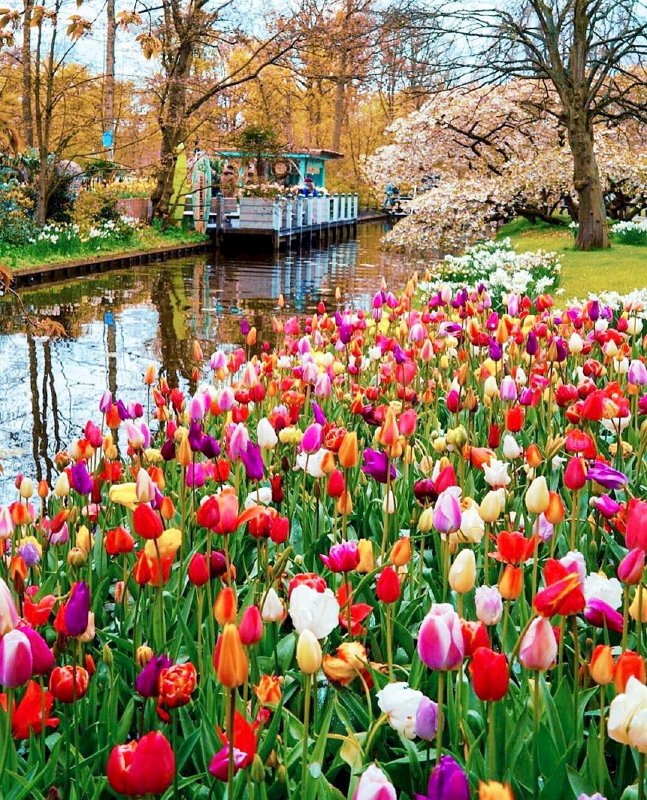 Lễ hội hoa Keukenhof ở Hà Lan điểm checkin thứ 5 Around the World  của doanh nhân Võ Thu Sương 