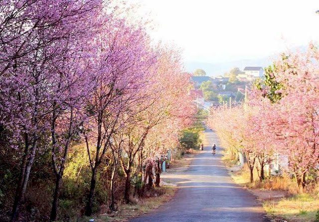 Hoa hậu Võ Thu Sương với những con đường ngắm hoa Mai Anh Đào Đà Lạt đẹp nhất